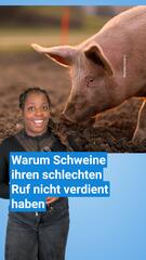 Warum Schweine ihren schlechten Ruf nicht verdient haben
