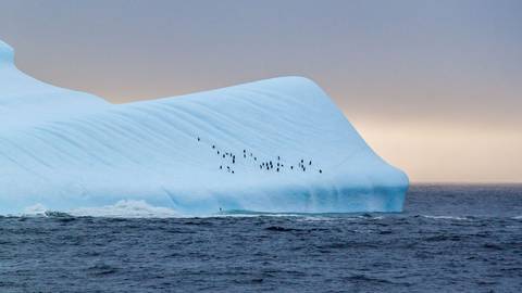 Pinguine auf einem Eisberg in der Antarktis