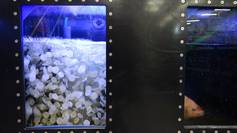 Momentaufnahmen aus dem Zentrum für Aquakulturforschung am AWI Bremerhaven