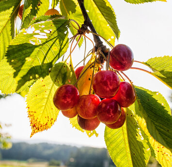 Ein Ast eines Kirschenbaumes mit rot leuchtenden Kirschen.
