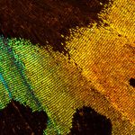 Schmetterlingsflügel