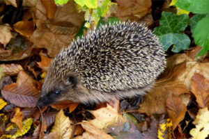 Foto eines Igels umgeben von Herbstlaub