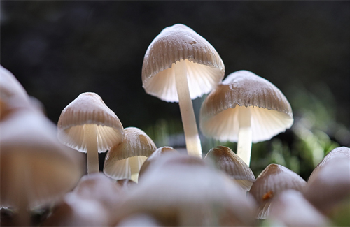 Foto von einer Gruppe Helmlinge